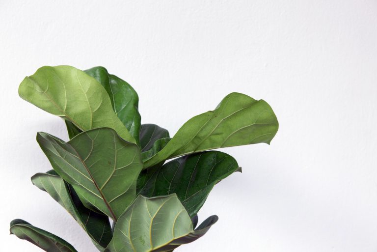 fiddle leaf fig