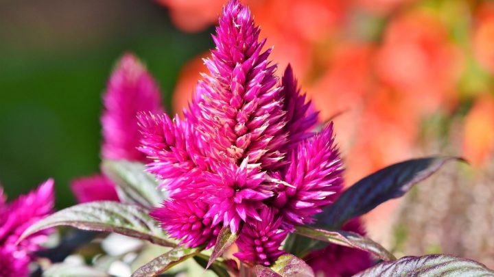 Celosia Companion Plants – 9 Great Plants To Combine With A Celosia