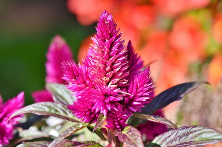 Celosia plant