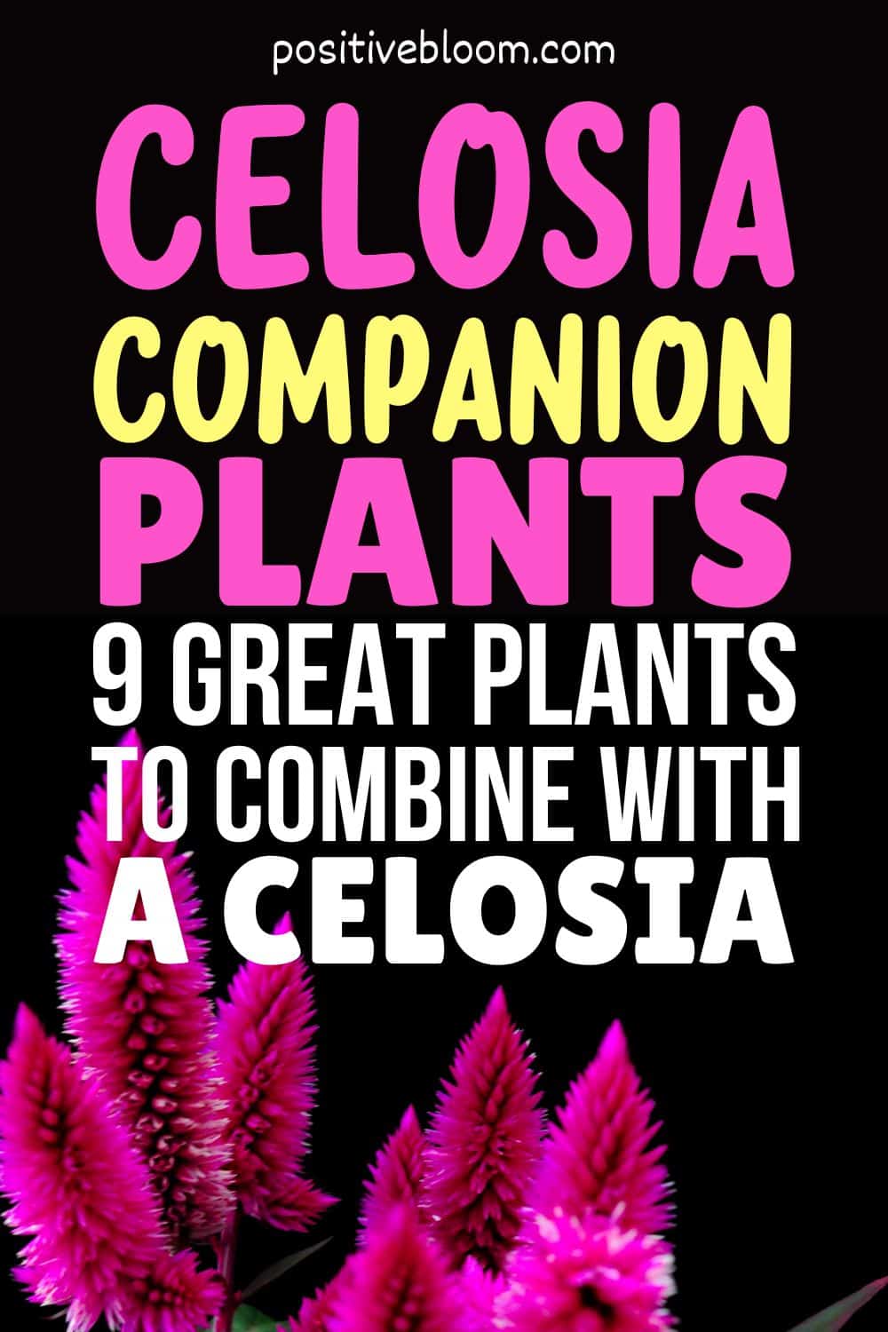 Celosia Companion Plants - 9 Great Plants To Combine With A Celosia Pinterest