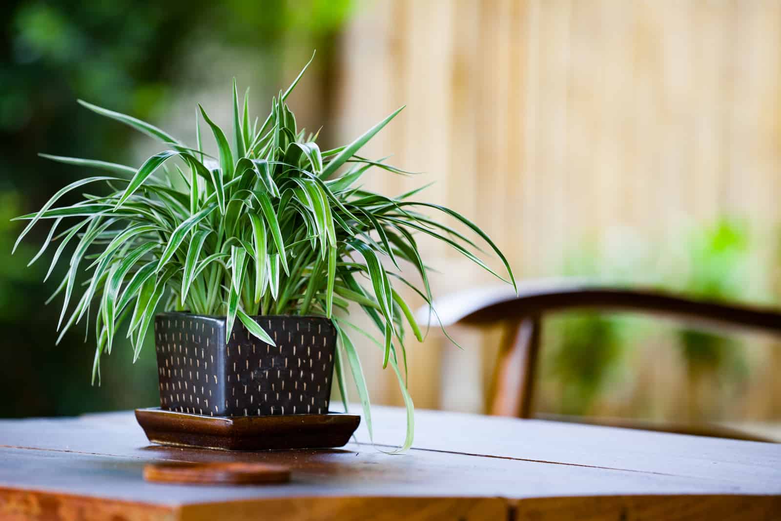 Chlorophytum in flowerpot on table