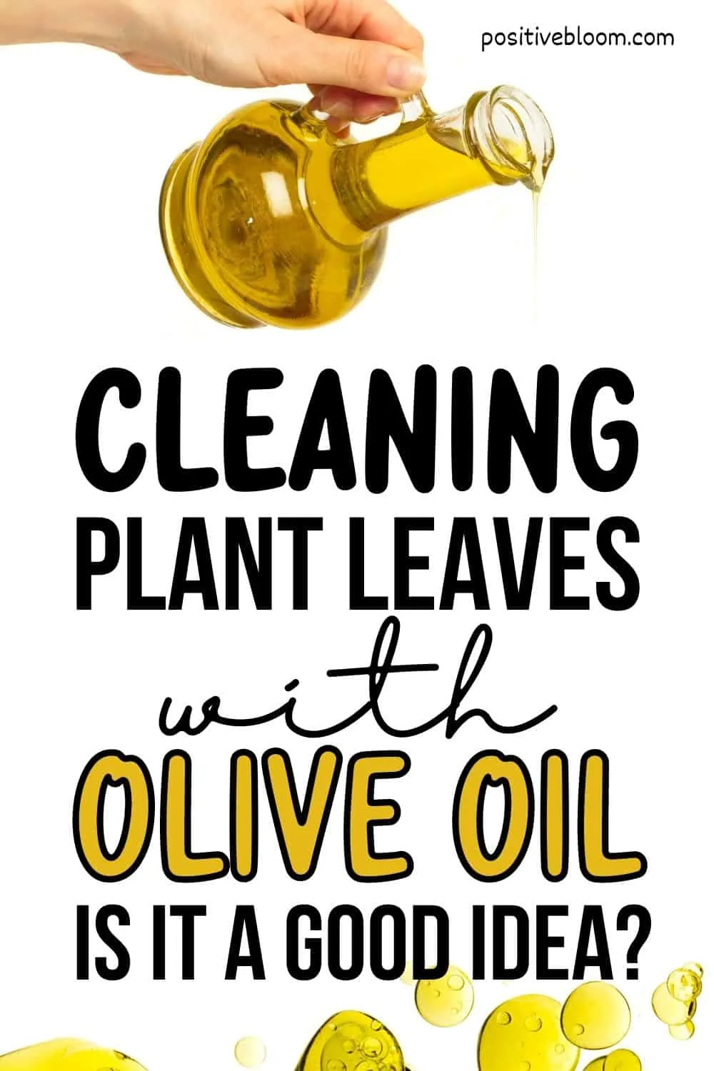 Cleaning Plant Leaves With Olive Oil Is It A Good Idea Pinterest