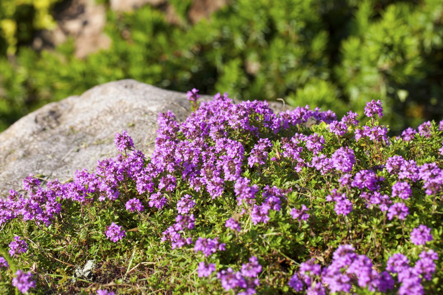 Is Creeping Thyme Invasive? The Answer Might Surprise You!