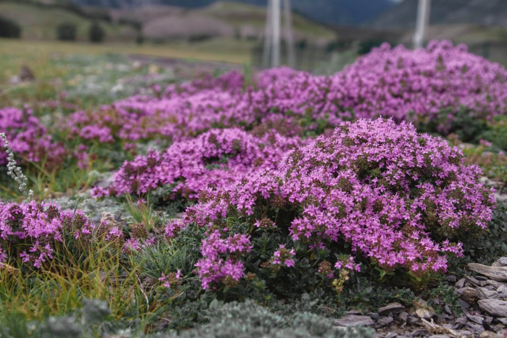 Creeping Thyme in the garden