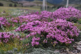 Is Creeping Thyme Invasive? The Answer Might Surprise You!