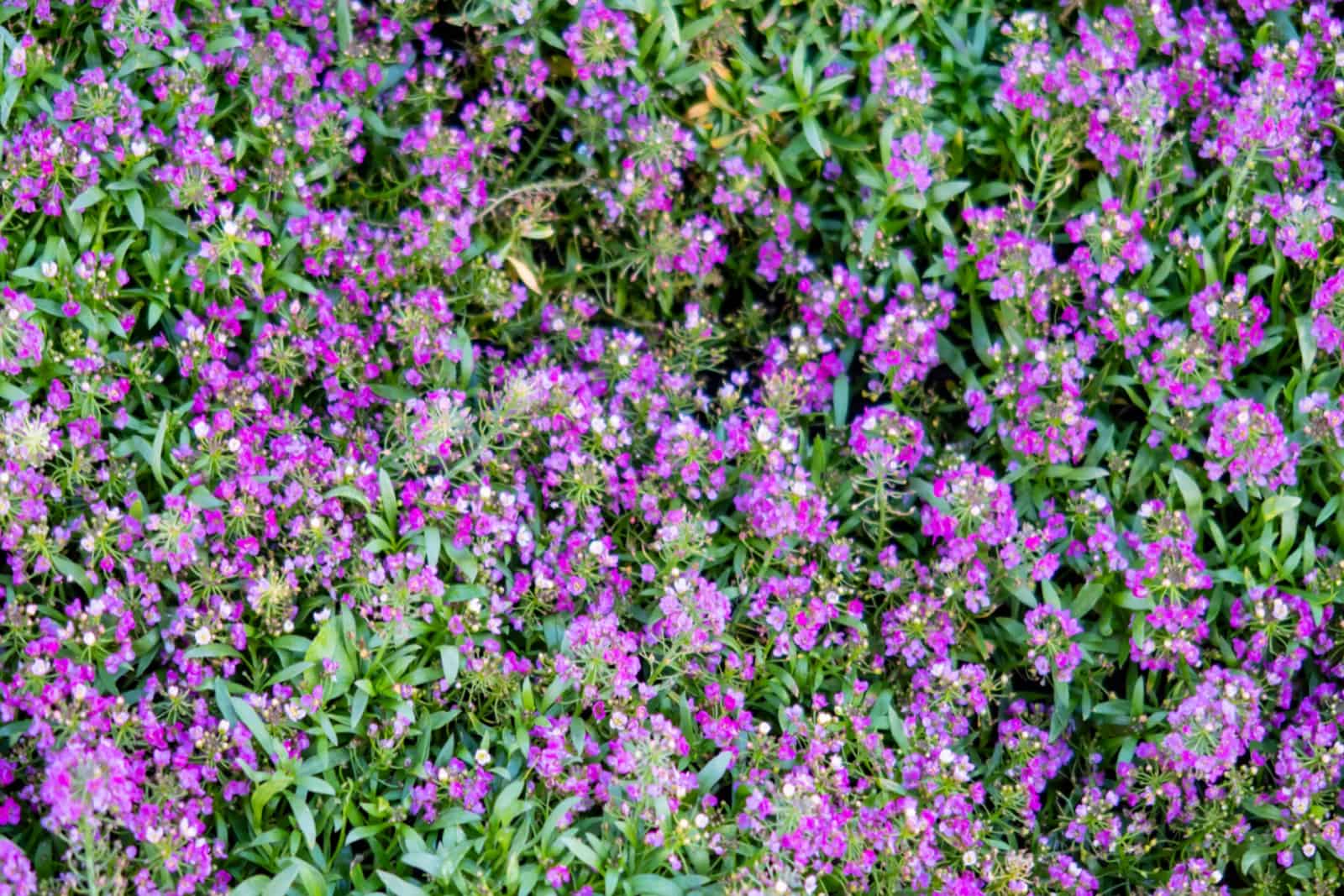 Creeping Thyme purple flower