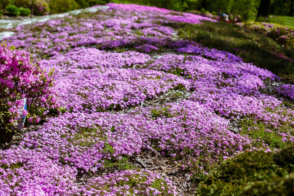 Is Creeping Thyme Invasive? The Answer Might Surprise You!