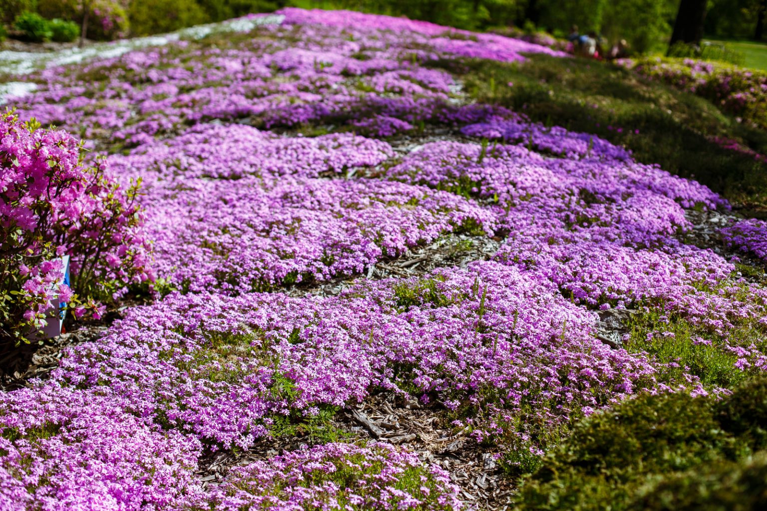 Is Creeping Thyme Invasive? The Answer Might Surprise You!