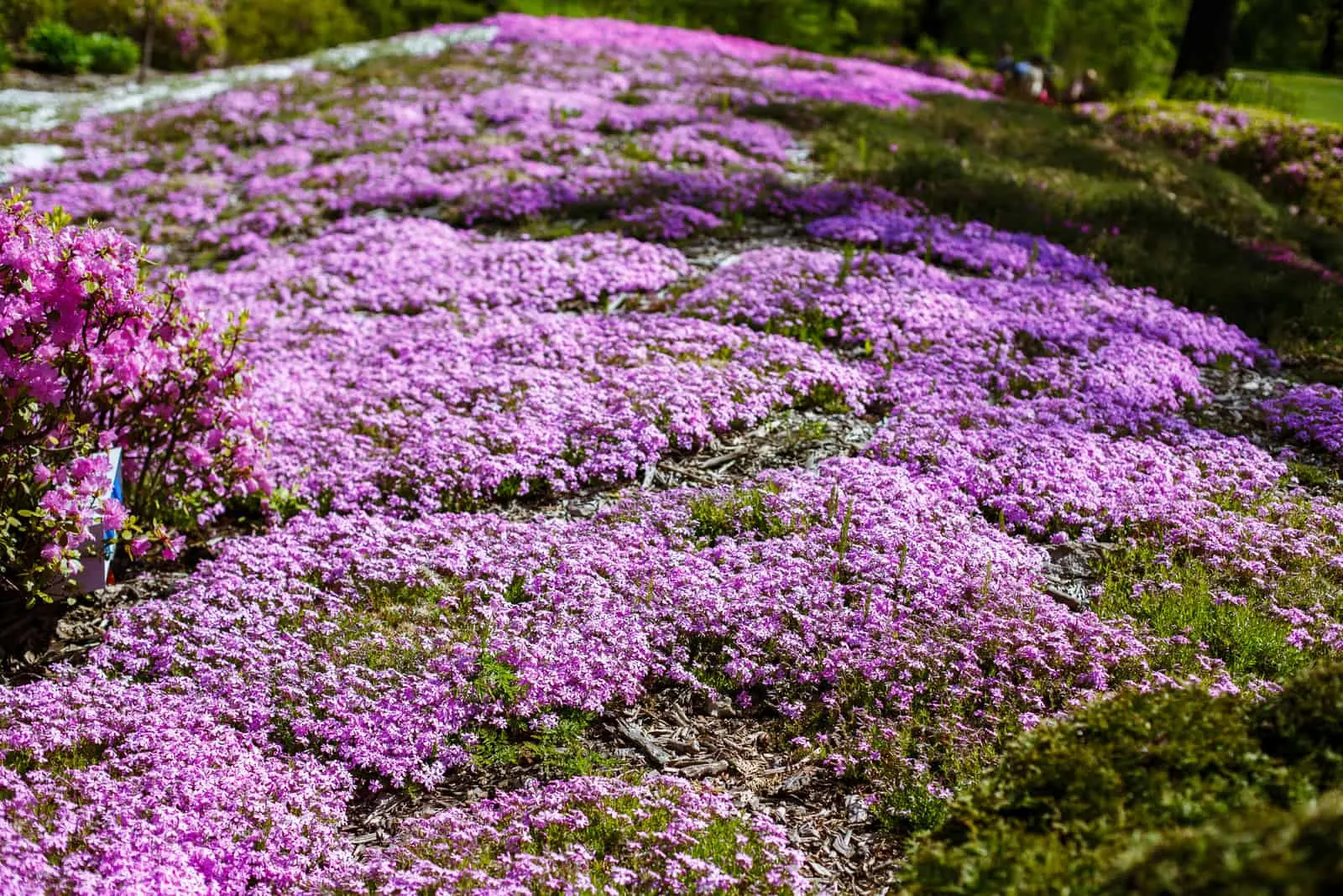 Red Creeping Thyme