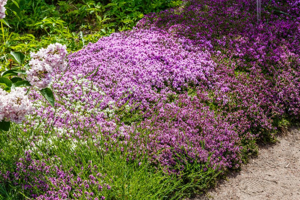 Is Creeping Thyme Invasive? The Answer Might Surprise You!