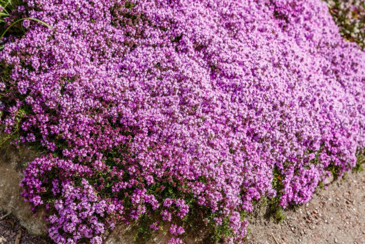 Is Creeping Thyme Invasive? The Answer Might Surprise You!