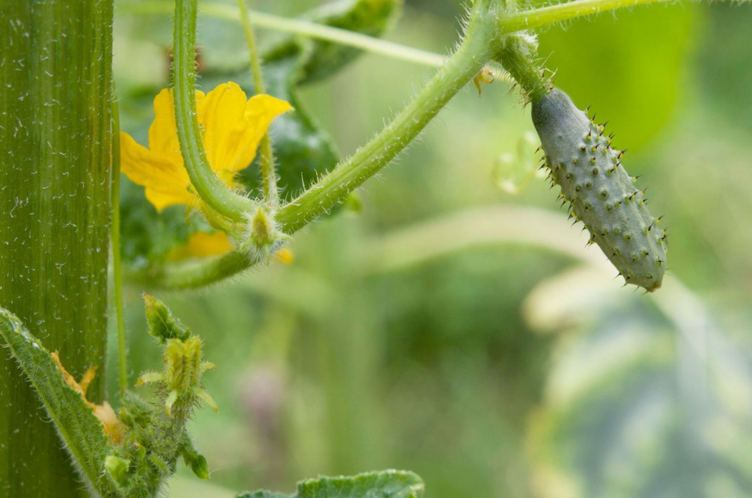 How To Tell If Cucumber Is Pollinated 3 Helpful Signs
