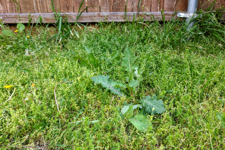 Different Types Of Stickers In Grass & How To Get Rid Of Them