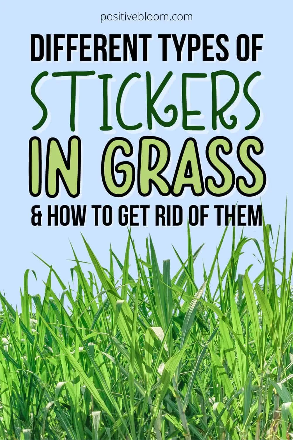 Different Types Of Stickers In Grass & How To Get Rid Of Them Pinterest