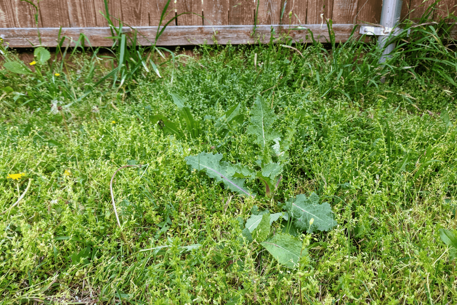 Different Types Of Stickers In Grass How To Get Rid Of Them