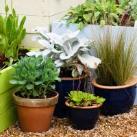 plants in pots with Pebble on ground