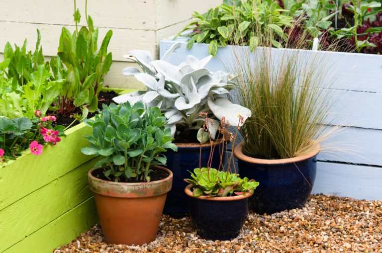 plants in pots with Pebble on ground