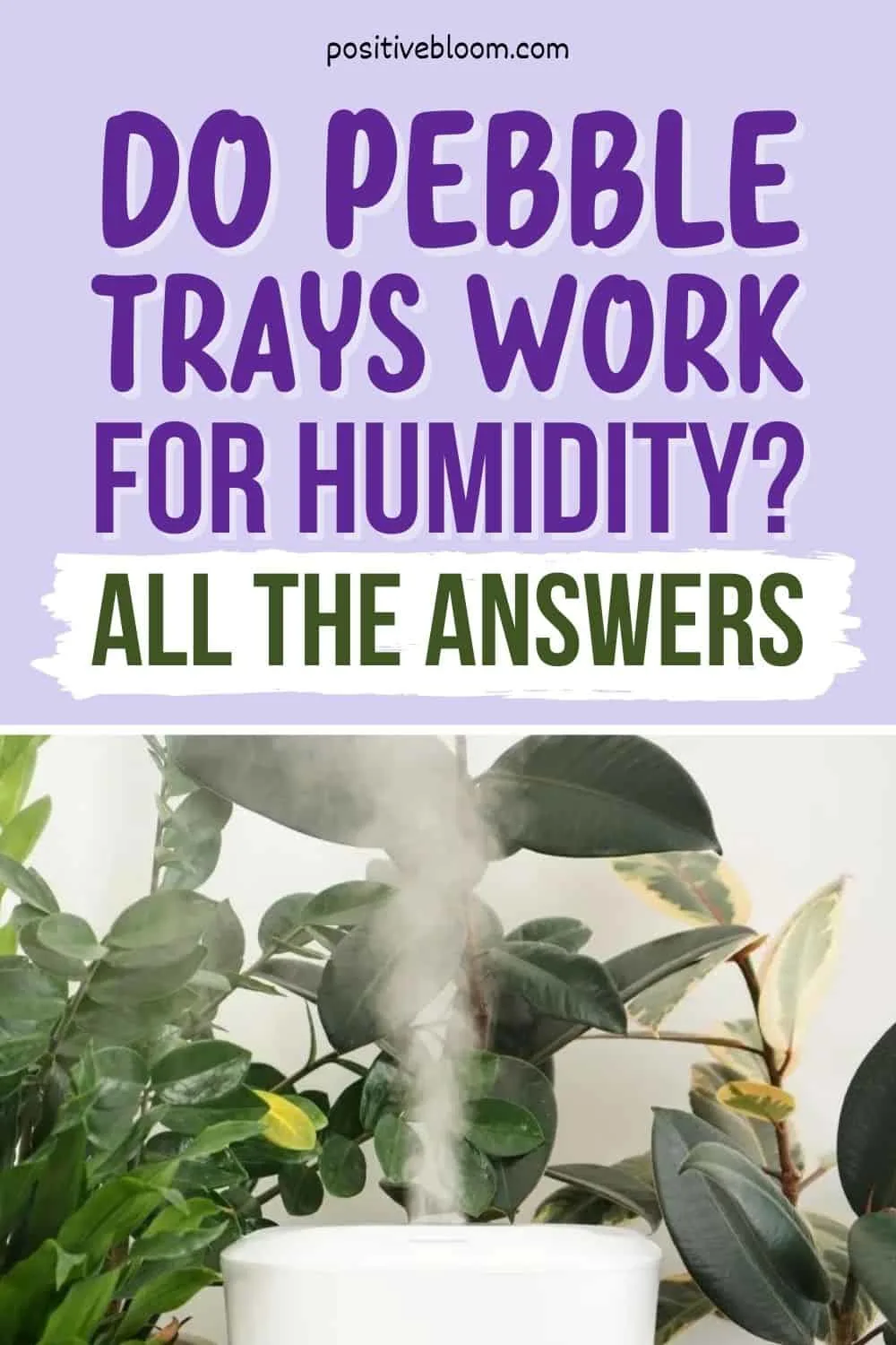 Do Pebble Trays Work For Humidity All The Answers Pinterest