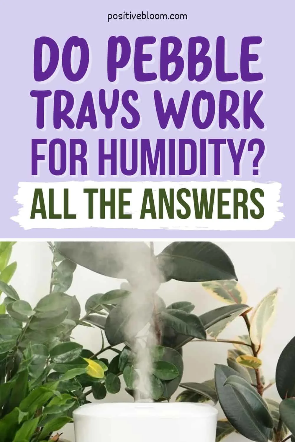 Humidity Trays for Plants - Do they really work? - My Little