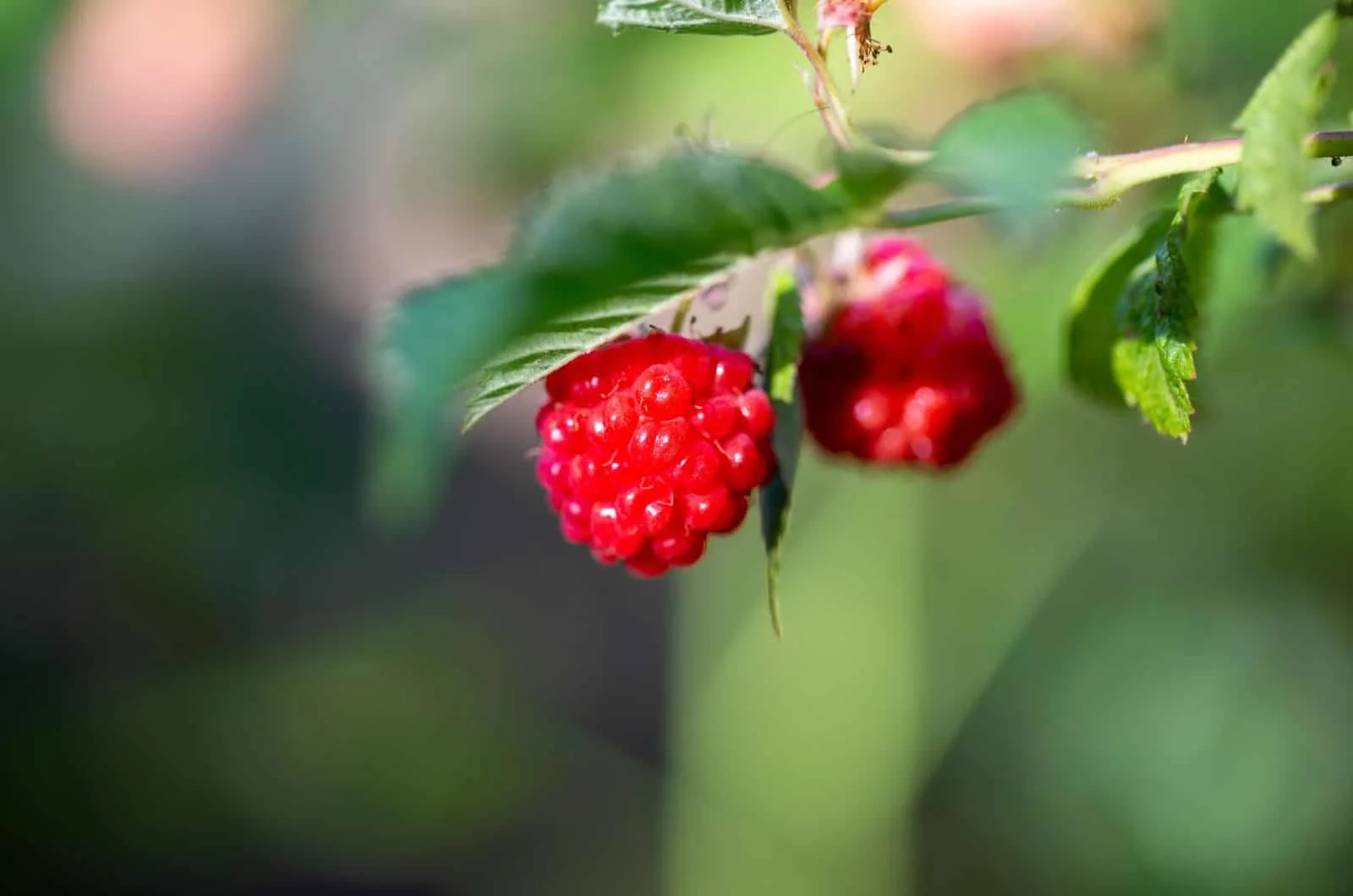 100 SEEDS Blue Raspberry Berries Raspberries Garden Fresh Fruit Healthy