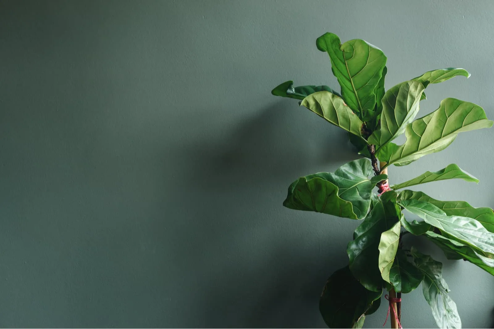 Fiddle Leaf Fig Leaves Curling in front of dark wall