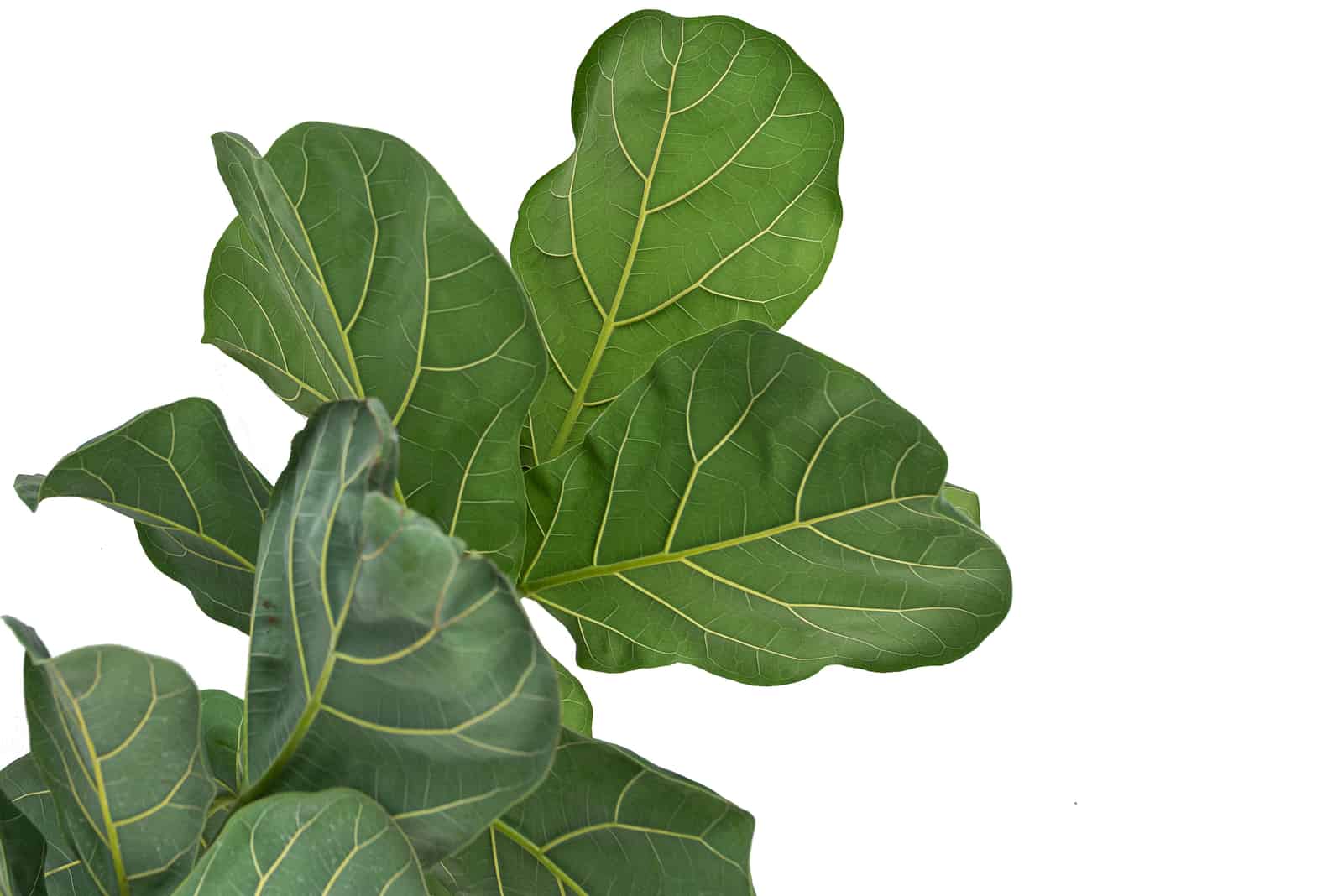 Fiddle Leaf Fig Leaves Curling