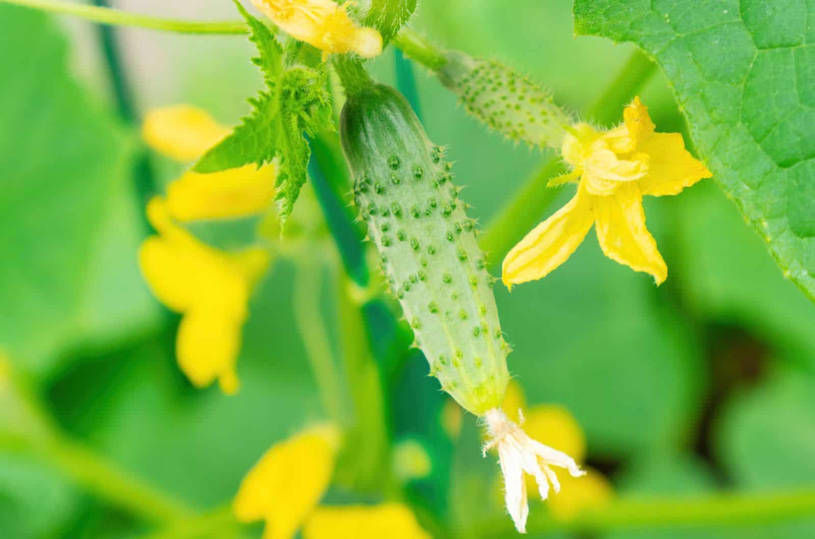 Flowering and ovary of cucumbers