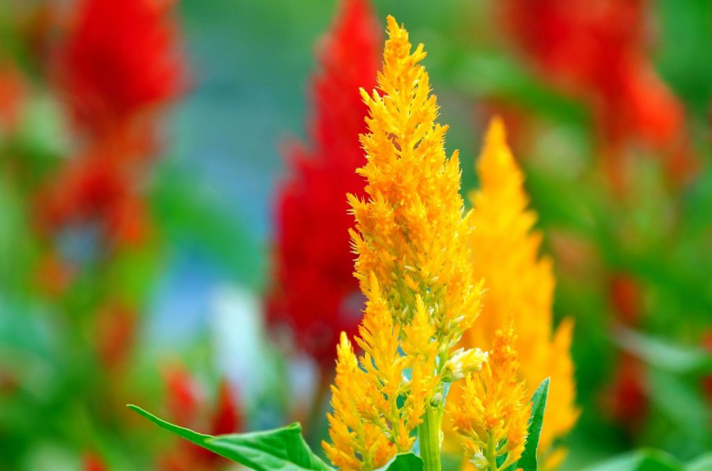 Celosia Companion Plants 9 Great Plants To Combine With A Celosia