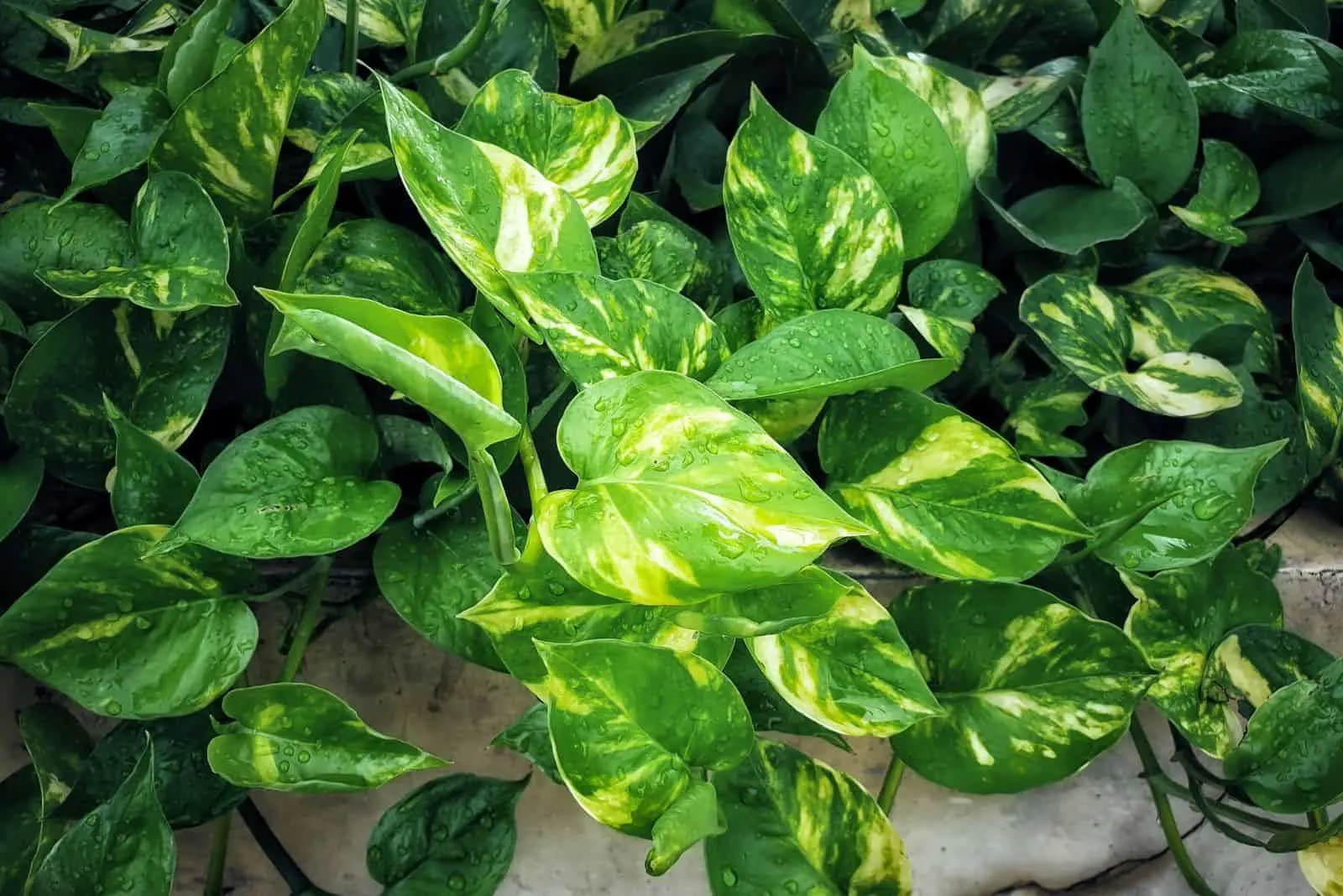 Golden pothos