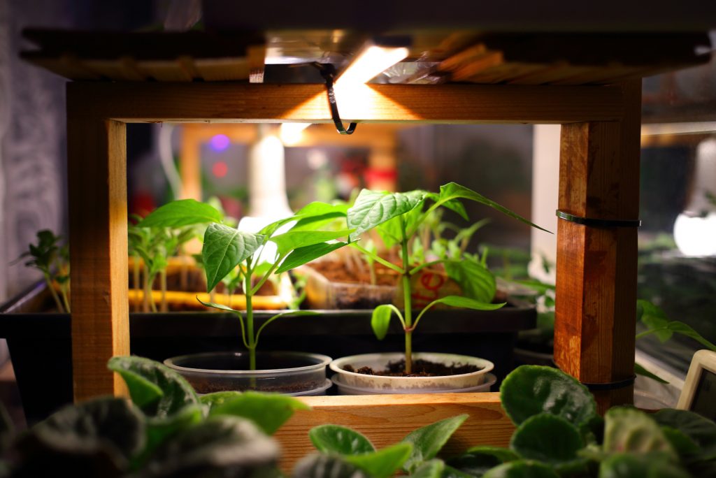Can Grow Lights Burn Plants Find Out All There Is To Know