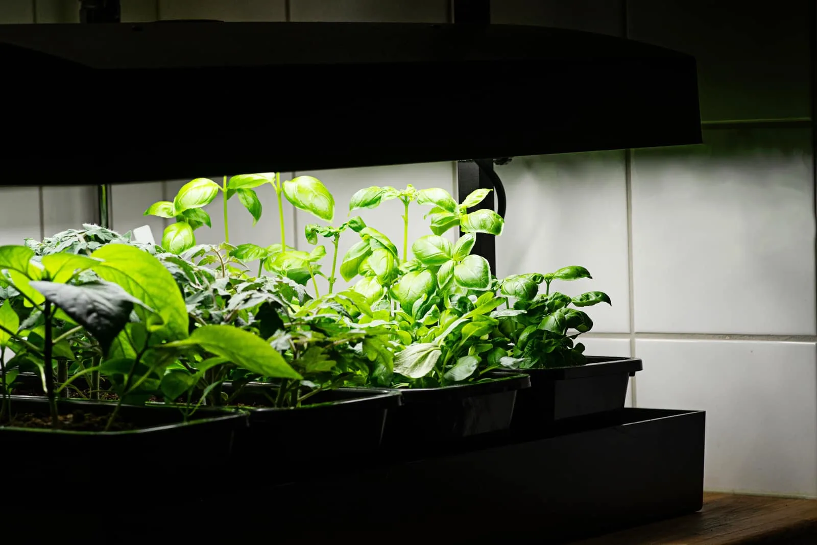 Grow Lights on for plants
