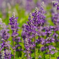 Violet lavender purple flower spring garden field