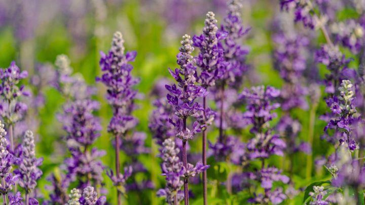 Growing Lavender In Florida: 5 Helpful Tips And Tricks