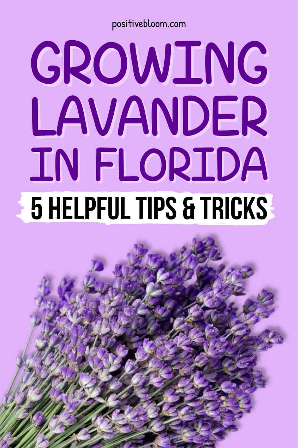 Growing Lavender In Florida 5 Helpful Tips And Tricks Pinterest