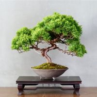 bonsai tree growing in a pot