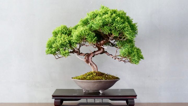 How Much Light Do Bonsai Trees Need? All The Answers