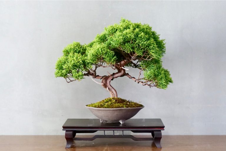 bonsai tree growing in a pot