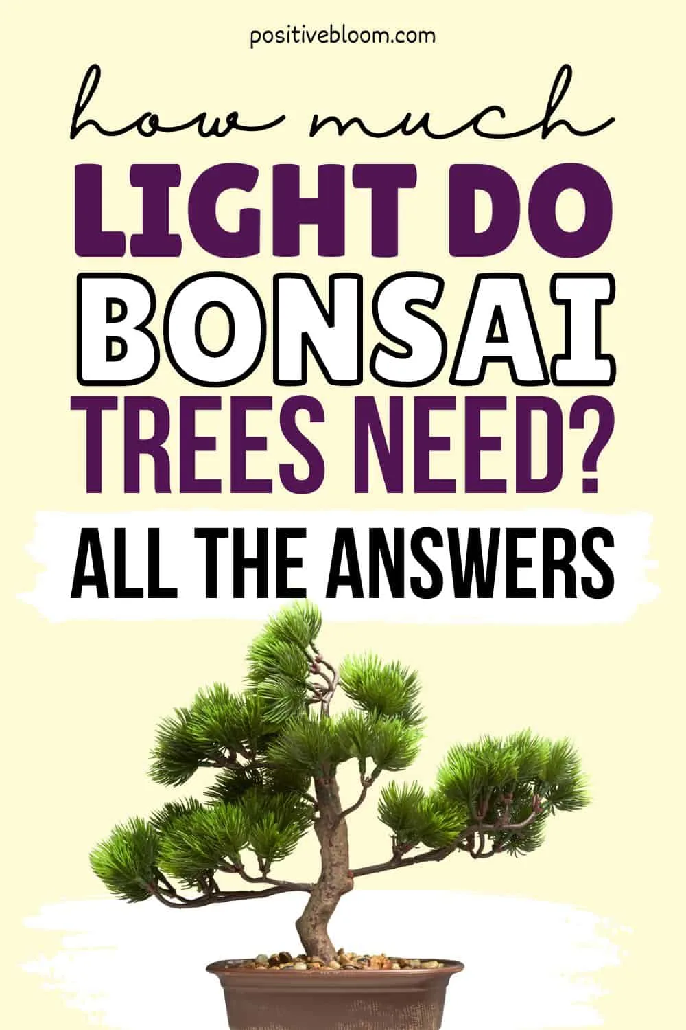 How Much Light Do Bonsai Trees Need All The Answers Pinterest