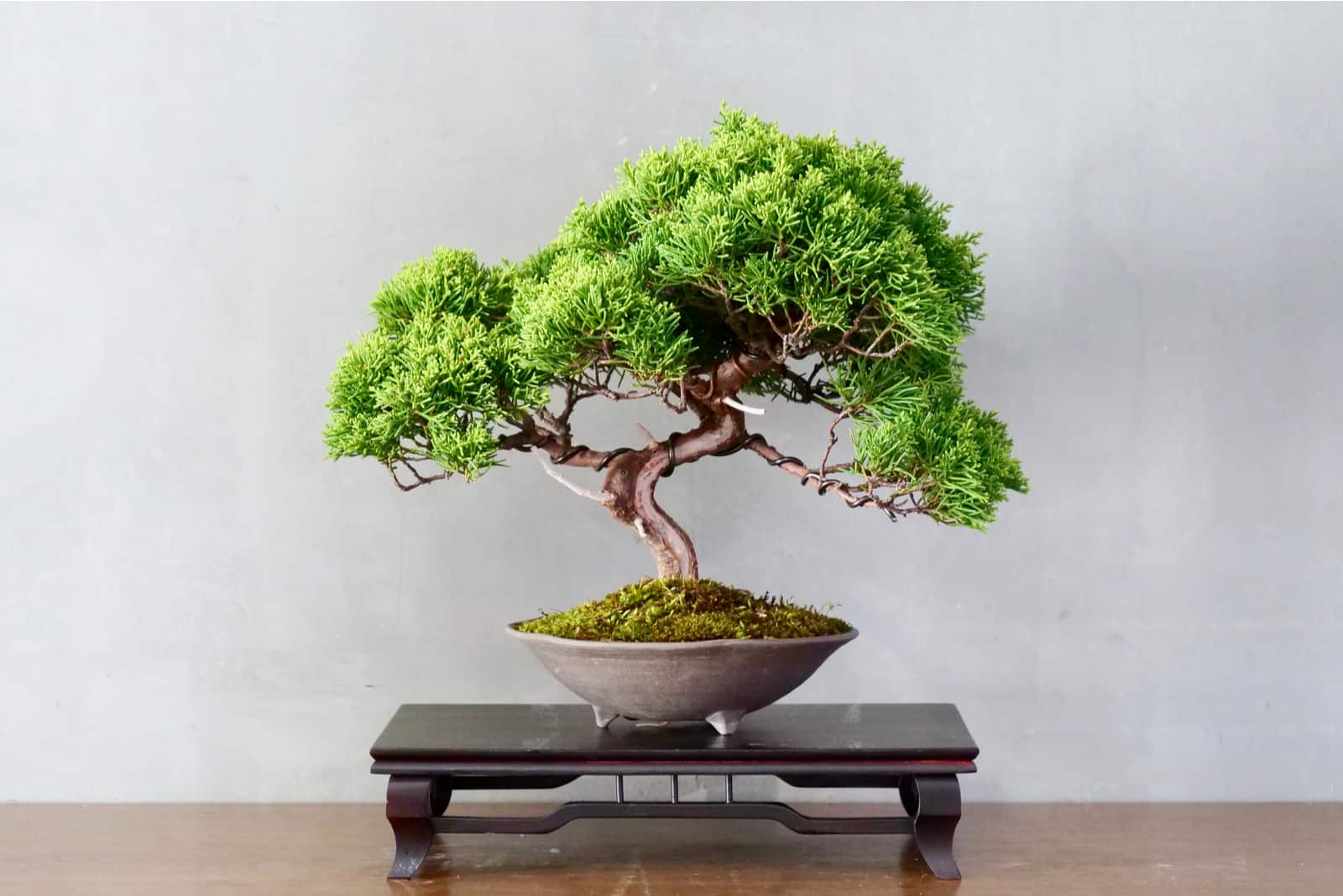 How Much Light Do Bonsai Trees Need? All The Answers