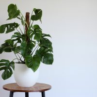 monstera climbing on a moss pole