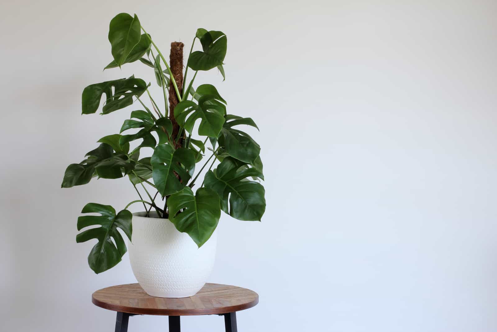 How To Get Monstera To Climb: A Complete Guide
