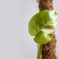 leaf on a moss pole