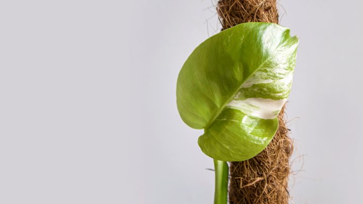 How To Keep Moss Pole Moist: 4 Useful Tips