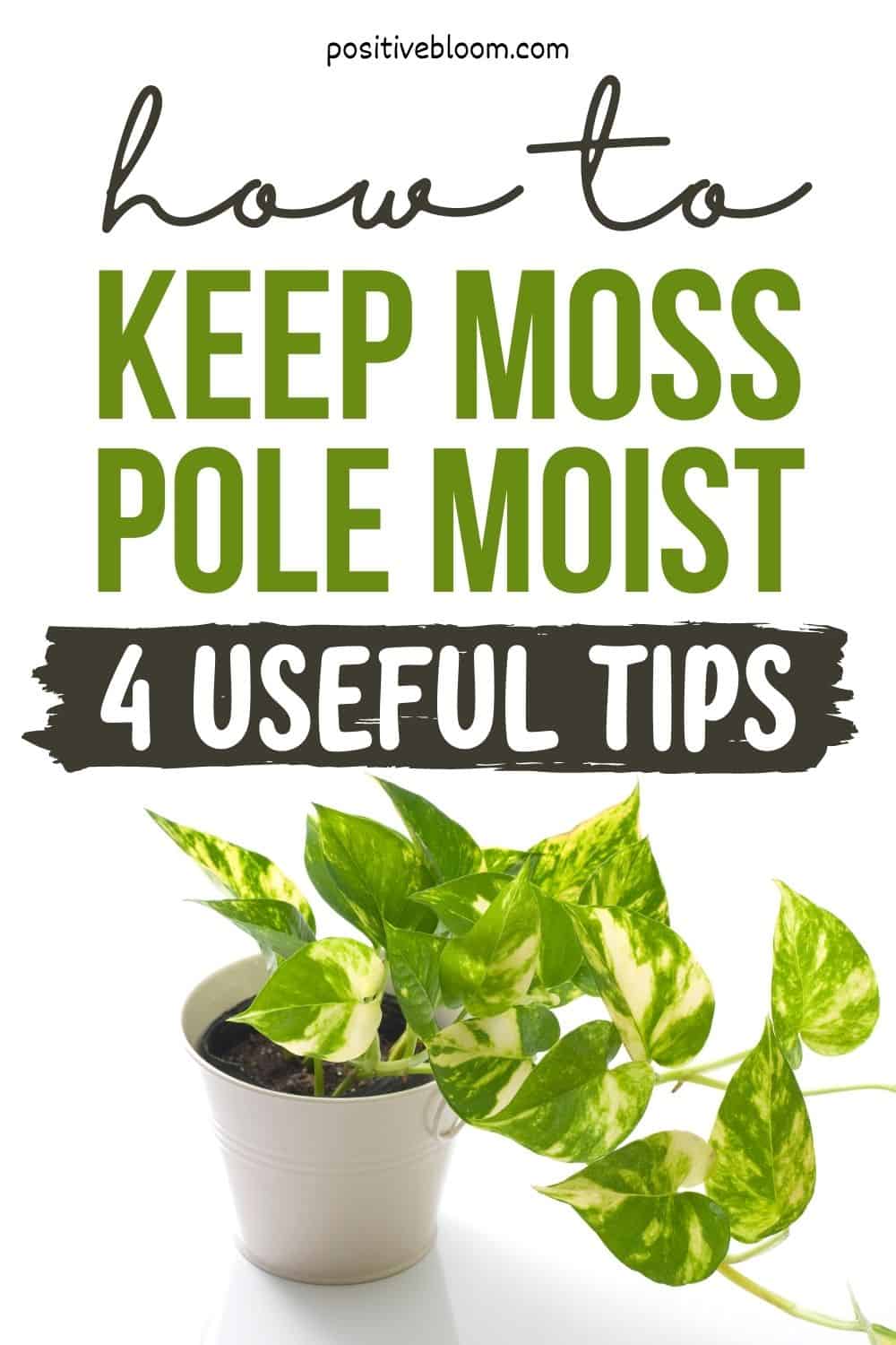 How To Keep Moss Pole Moist 4 Useful Tips Pinterest