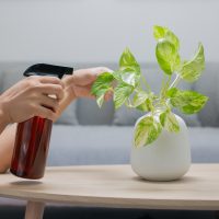 person watering a pothos plant