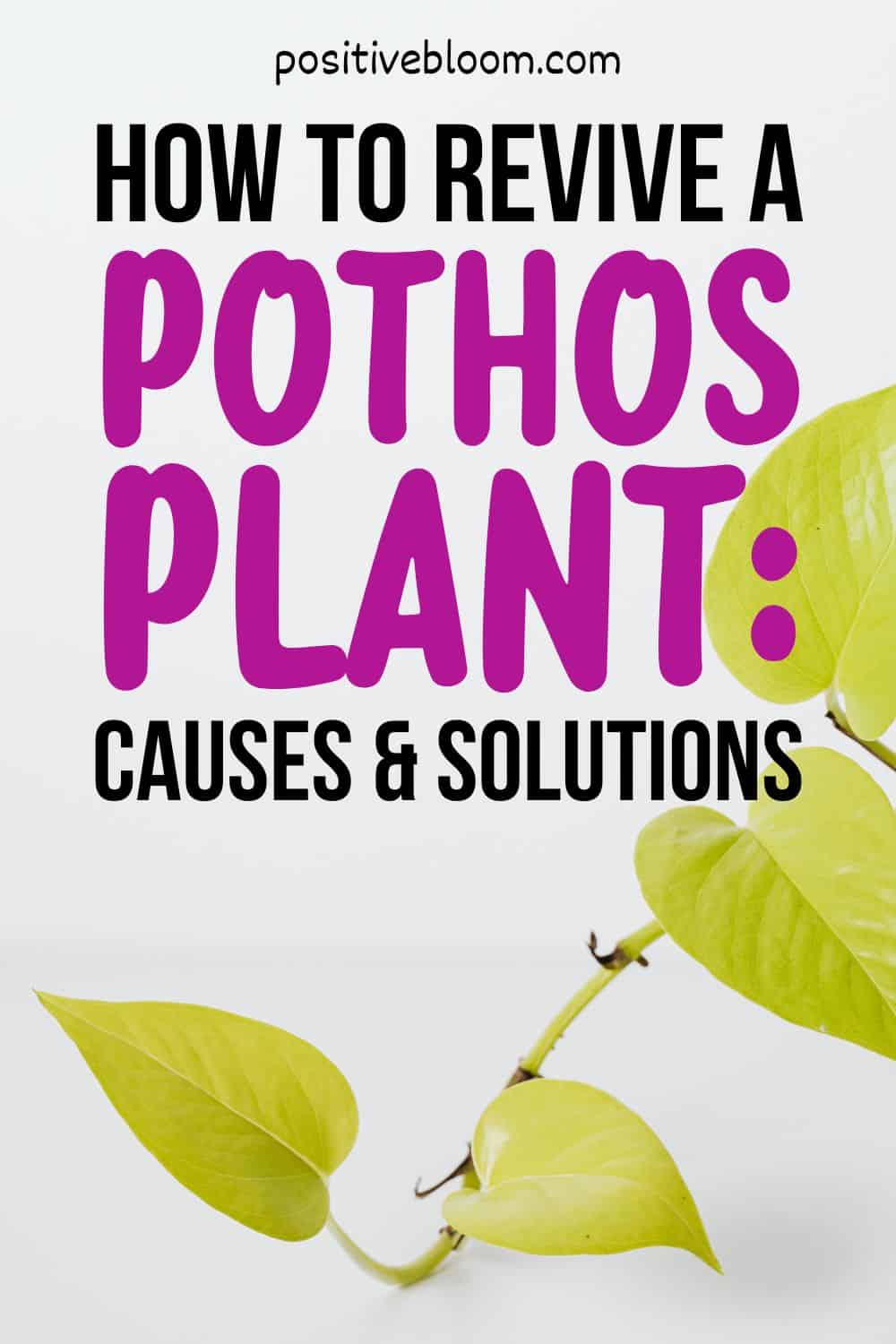 How To Revive A Pothos Plant Causes And Solutions Pinterest