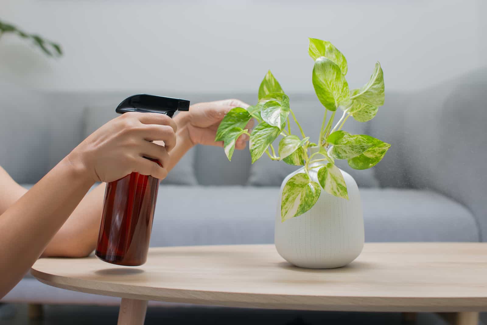 How To Revive A Pothos Plant: Causes And Solutions