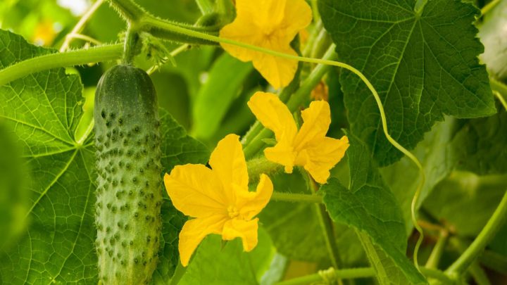 How To Tell If Cucumber Is Pollinated: 3 Helpful Signs