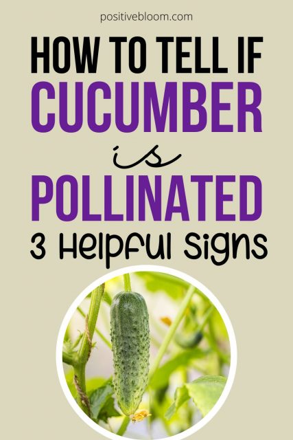 How To Tell If Cucumber Is Pollinated: 3 Helpful Signs