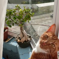 Bonsai and cat by window